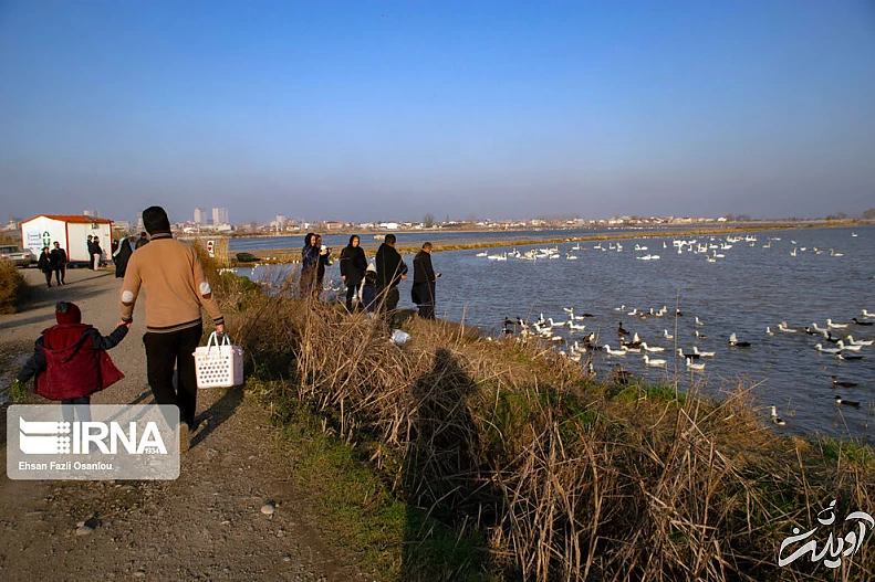 (تصاویر) قوهای فریادکش در تالاب سرخرود